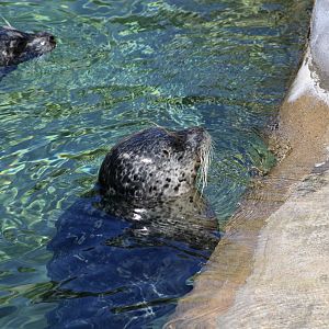 Pacific Harbor Seal (Phoca vitulina richardsi)
