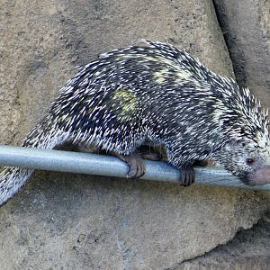Brazilian Porcupine (Coendou prehensilis)