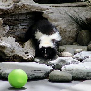 Striped Skunk (Mephitis mephitis)