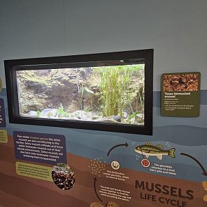 Freshwater Mussels