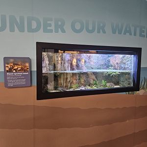 Black-Spotted Newt Exhibit