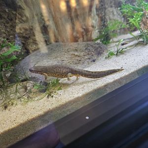 Black-Spotted Newt