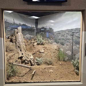 Texas Kangaroo Rat Exhibit