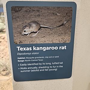 TX Kangaroo Rat Sign