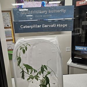 Gulf Fritillary butterfly