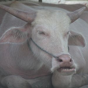 Jogja Exotarium - Water buffalo (Bubalus bubalis)