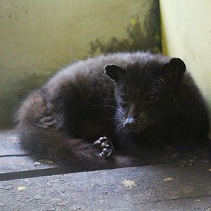 Jogja Exotarium - Lombok palm civet (Paradoxurus hermaphroditus sumbanus)