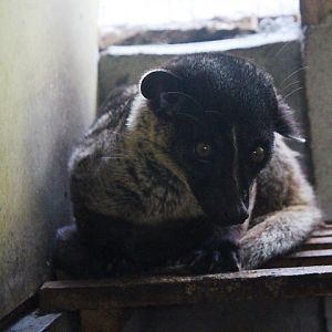 Jogja Exotarium - Bornean small-toothed palm civet (Arctogalidia trivirgata stigmaticus)