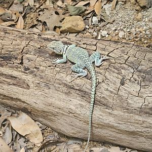 Common Collared Lizard