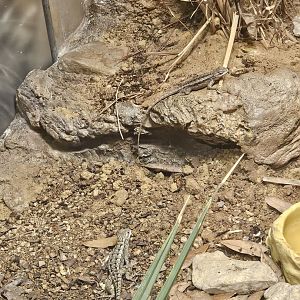 Texas Spiny Lizard