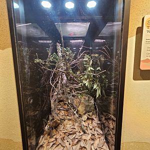 Southern Two-Lined Walkingstick