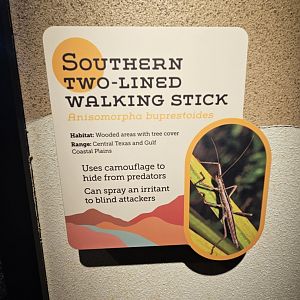 Walkingstick Sign