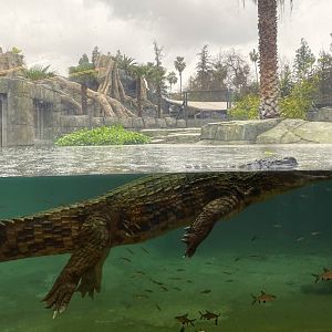 Sunda Gharial (Tomistoma schlegelii) in the rain