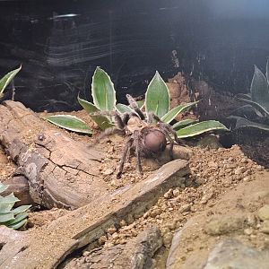 Texas Brown Tarantula