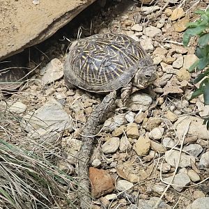 Ornate Box Turtle