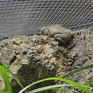Red-Spotted Toad