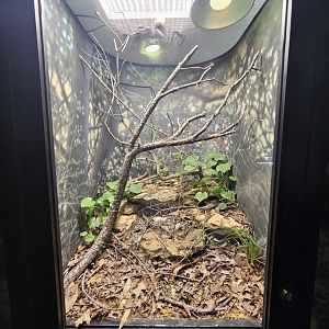 New Lizard Exhibit