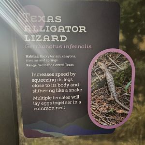 New Lizard Sign