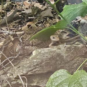 Texas Alligator Lizard