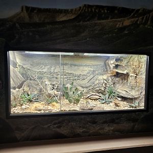 Venomous Snake Exhibits