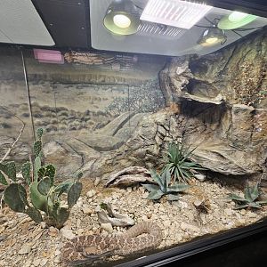 Rattlesnake Exhibit