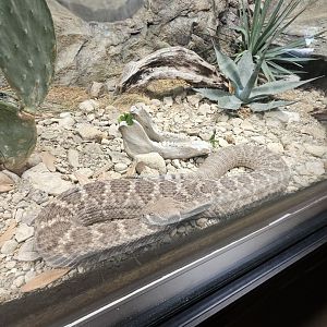 Western Diamondback Rattlesnake
