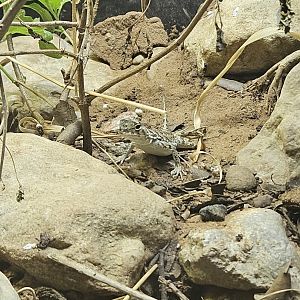 Spot-Tailed Earless Lizard