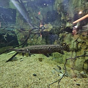 Alligator Gar