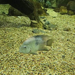 Texas Cichlid