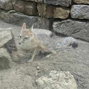 Swift Fox