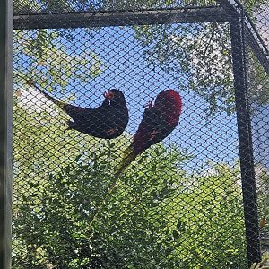 Mount Goliath lorikeets