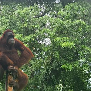 Female Bornean Orangutan (Pongo pygmaeus) - Taru Jurug Zoo