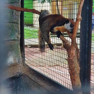 Giant Black Squirrel (Ratufa bicolor) - Taru Jurug Zoo