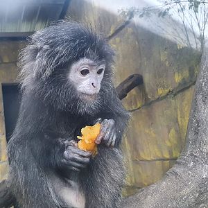 Javan Langur (Trachypithecus auratus) - Taru Jurug Zoo