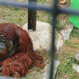 Male Bornean Orangutan (Pongo pygmaeus) - Taru Jurug Zoo
