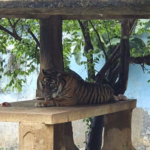 Sumatran Tiger (Panthera tigris sondaica) - Taru Jurug Zoo
