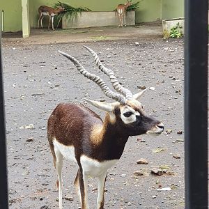 Blackbuck (Antilope cervicapra) - Taru Jurug Zoo