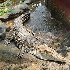 Saltwater Crocodile (Crocodylus porosus) - Taru Jurug Zoo