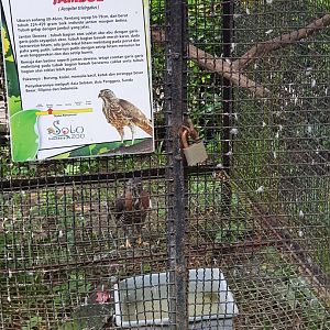 Crested Goshawk (Accipiter trivirgatus) - Taru Jurug Zoo