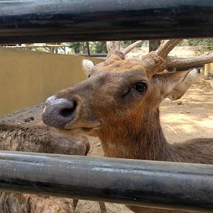 Timor Deer (Rusa timorensis) - Taru Jurug Zoo