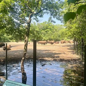 Bison Exhibit
