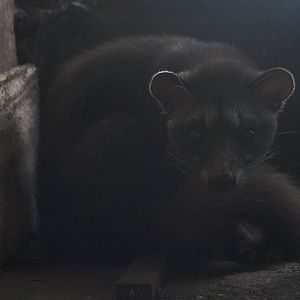 Jogja Exotarium - Balinese palm civet (Paradoxurus hermaphroditus balicus)