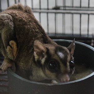Jogja Exotarium - Papuan sugar glider (Petaurus breviceps papuanus)