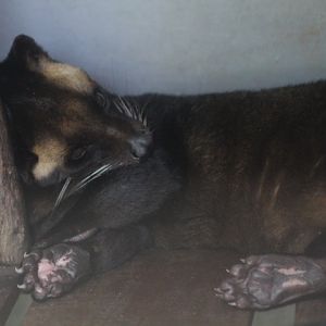 Jogja Exotarium - Sumatran masked palm civet (Paguma larvata leucomystax)