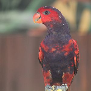 Jogja Exotarium - Violet-necked lory (Eos squamata squamata)