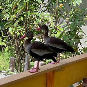 Black-bellied Whistling-duck (Dendrocygna autumnalis)
