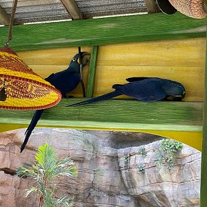 Mischievous Hyacinth Macaws
