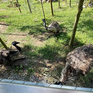 Common Emu (Dromaius novaehollandiae)