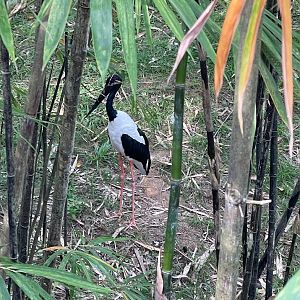 Asian Black-necked Stork (Ephippiorhynchus asiaticus asiaticus)