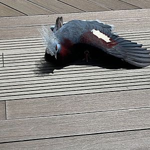 Sclater's Crowned Pigeon (Goura sclateri)